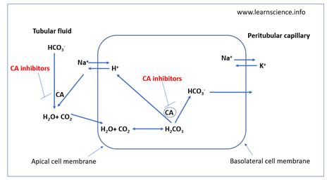 oral carbonic anhydrase inhibitor